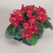 Begonia semperflorens Super Olympia Rot
